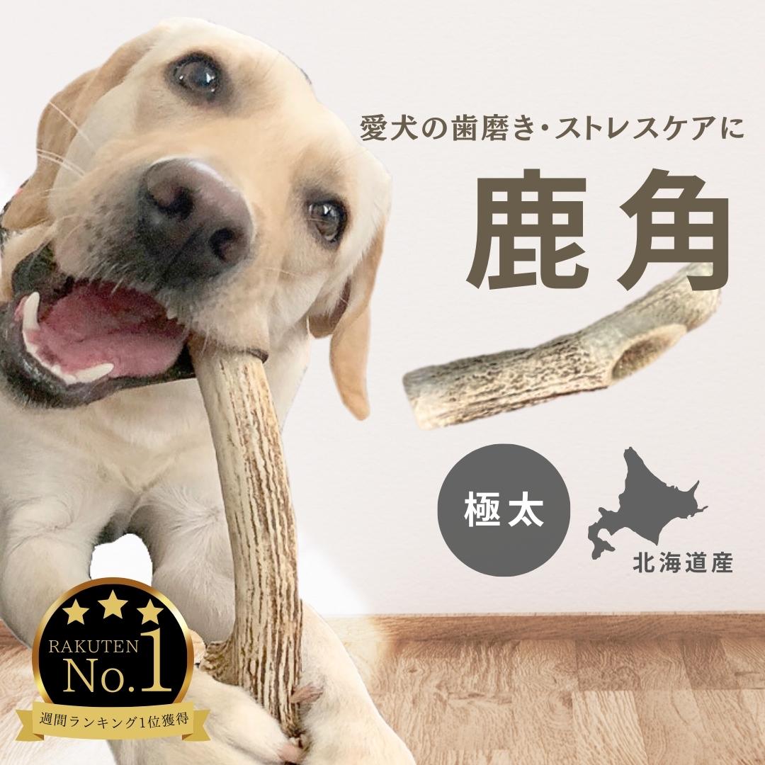 鹿の角 鹿角 北海道産 エゾシカ 犬のおもちゃ ペットおもちゃ TV取材多数 翌日発送 愛玩動物飼養管理士店長 推薦 デンタルケア  367週ランキング1位 大型犬 中型犬 しつけ / いたずら / 甘噛み防止 犬の玩具 口臭対策 エゾシカ鹿角 犬 しつけ |  北海道ラブなイチカワクリーニング