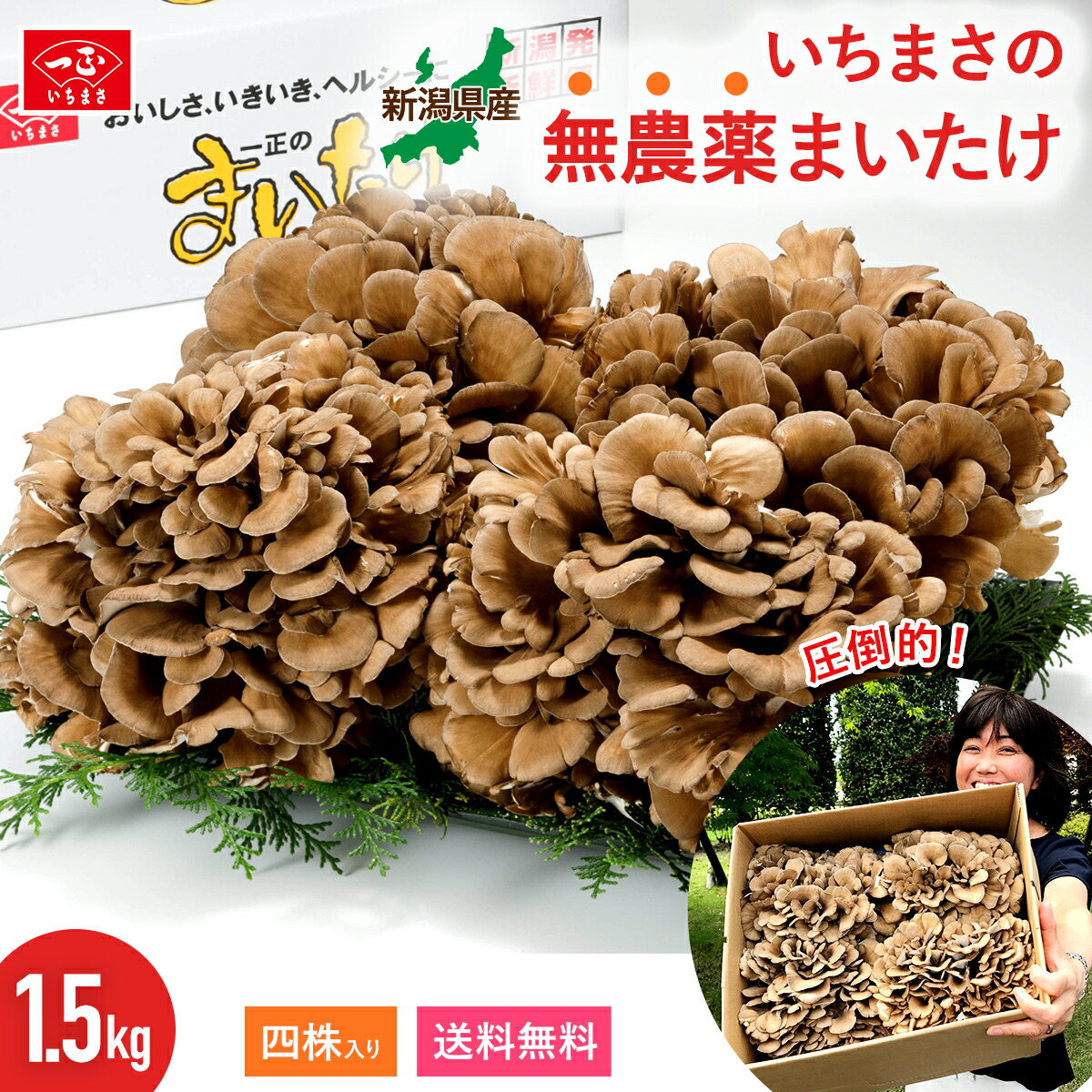 【楽天市場】舞茸 新潟県産 1.5kg 【レビュー4.88 高評価】 いちまさのまいたけ 四株 ギフト きのこ キノコ まいたけ 株 大株 肉厚  大容量 国産 野菜 やさい 詰め合わせ セット 味噌汁 栽培工程で 無農薬 化学肥料 不使用 : いちまさ 楽天市場店