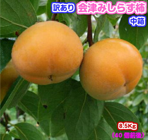 【がんばろう！福島】<br>訳あり　会津みしらず柿<br>中箱<br><br>・柿<br>・国産（福島県会津若松市）<br><br>ギフト/贈答/お歳暮/柿/カキ/渋柿/福島/会津/訳あり/わけあり/ワケあり/送料込み/果物/フルーツ