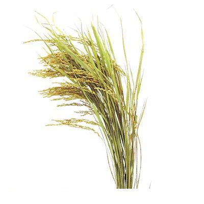 (LINEクーポン有)【造花・装飾】【数量限定につき、売切の際はご了承ください】 PANP8887 【10個入】稲穂｜iDECA　店