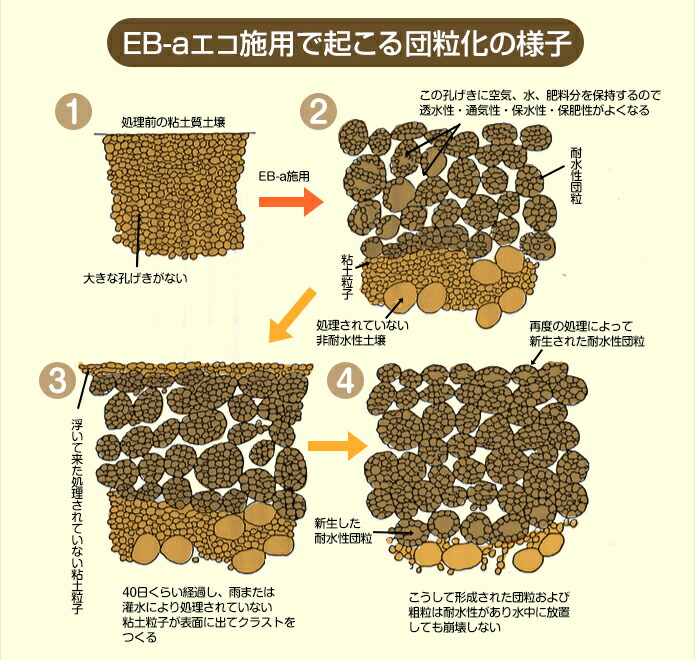 【楽天市場】土壌団粒化資材『eb Aエコ1l 』 粘土 ねんど 粘土質 排水 水はけ 保水 肥料 保肥 通気性 改善 水たまり 芝 流亡 