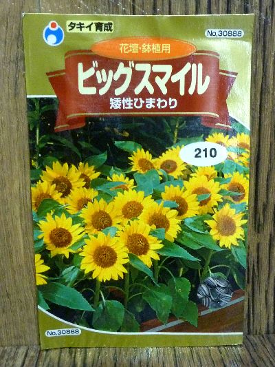 楽天市場 ビッグスマイル 矮性ひまわり 種 ウタネ 向日葵 ひまわり 種 種子 父の日 ギフト プレゼント プロ農業 家庭菜園のお店 井手商会