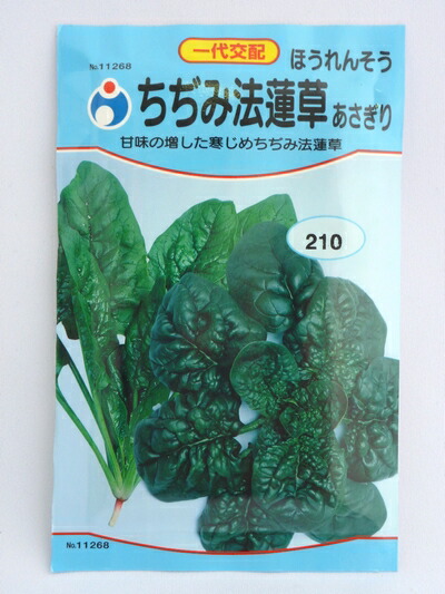 楽天市場 ちじみ法蓮草 あさぎり ほうれん草 種 ウタネ ほうれん草 ホウレンソウ 家庭菜園 種子 種 プロ農業 家庭菜園のお店 井手商会