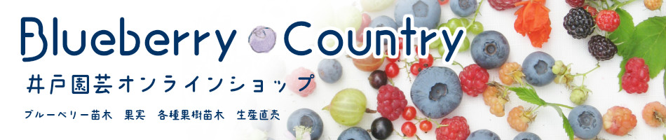 楽天市場 ブルーベリー 苗木 ラビットアイ系人気品種2品種 簡単鉢植え栽培6点セット ティフブルー t 100 井戸園芸オンラインショップ