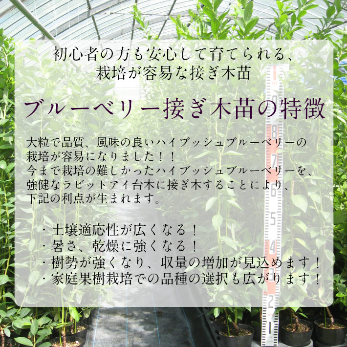 楽天市場 エリザベス 接ぎ木３年生苗 ブルーベリー苗木 ブルーベリー 苗木 接ぎ木 接木 井戸園芸オンラインショップ