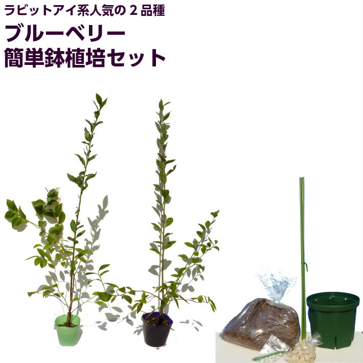 楽天市場 ブルーベリー 苗木 ラビットアイ系人気品種 ブライトウェル ホームベル 2品種簡単鉢植え栽培6点セット 井戸園芸オンラインショップ