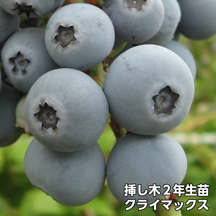 ブルーベリー　ブライトウェル　９年生苗木 楽天市場】ブライトウェル ブルーベリー 挿し木 苗木 2年生 10本