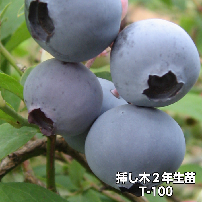 楽天市場】ブライトウェル ブルーベリー 挿し木 苗木 2年生