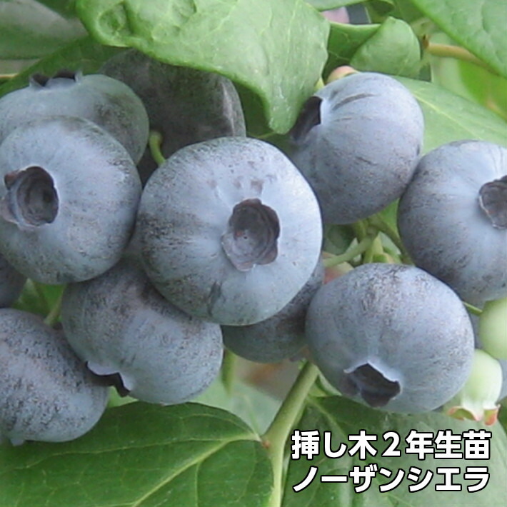 楽天市場】【ノーザンカーラズチョイス】 ブルーベリー 挿し木 苗木 2