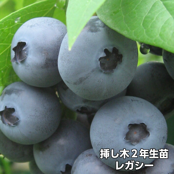 楽天市場】[楽天市場店限定価格] ◇グリGO!秋のガーデニング応援