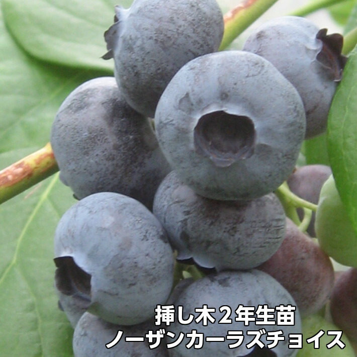 楽天市場】【ノーザンハナンズチョイス】 ブルーベリー 挿し木 苗木 2