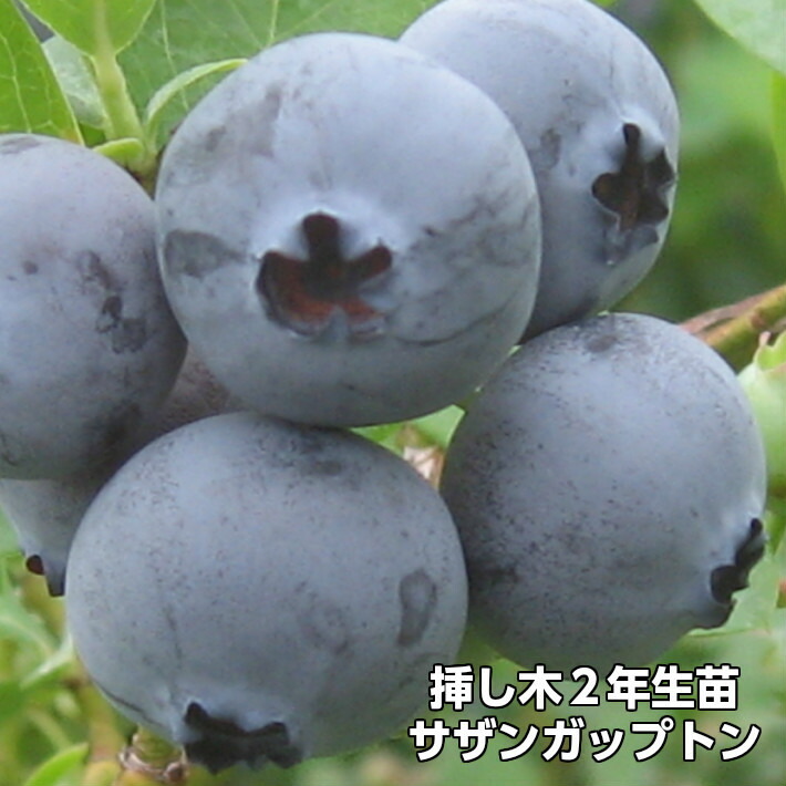 サザンニューハノーバー ブルーベリー 挿し木 果樹苗 サザンハイブッシュ系品種 2年生 10本セット 苗木
