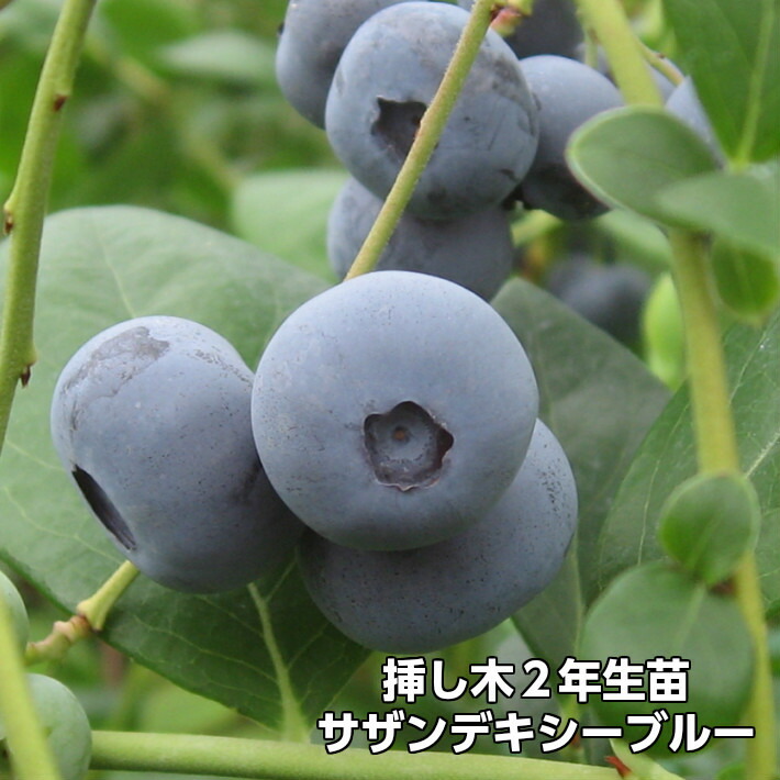 サザンデキシーブルー ブルーベリー 挿し木 苗木 2年生 10本セット サザンハイブッシュ系品種 果樹苗｜井戸園芸オンラインショップ