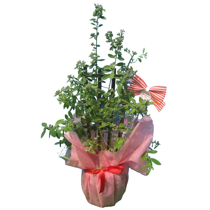 実付き ブルーベリー 【接ぎ木】７号鉢 トレリス仕立て 鉢植え 母の日 プレゼント 送料無料 鉢花 母の日ギフトフラワー 花 ギフト
