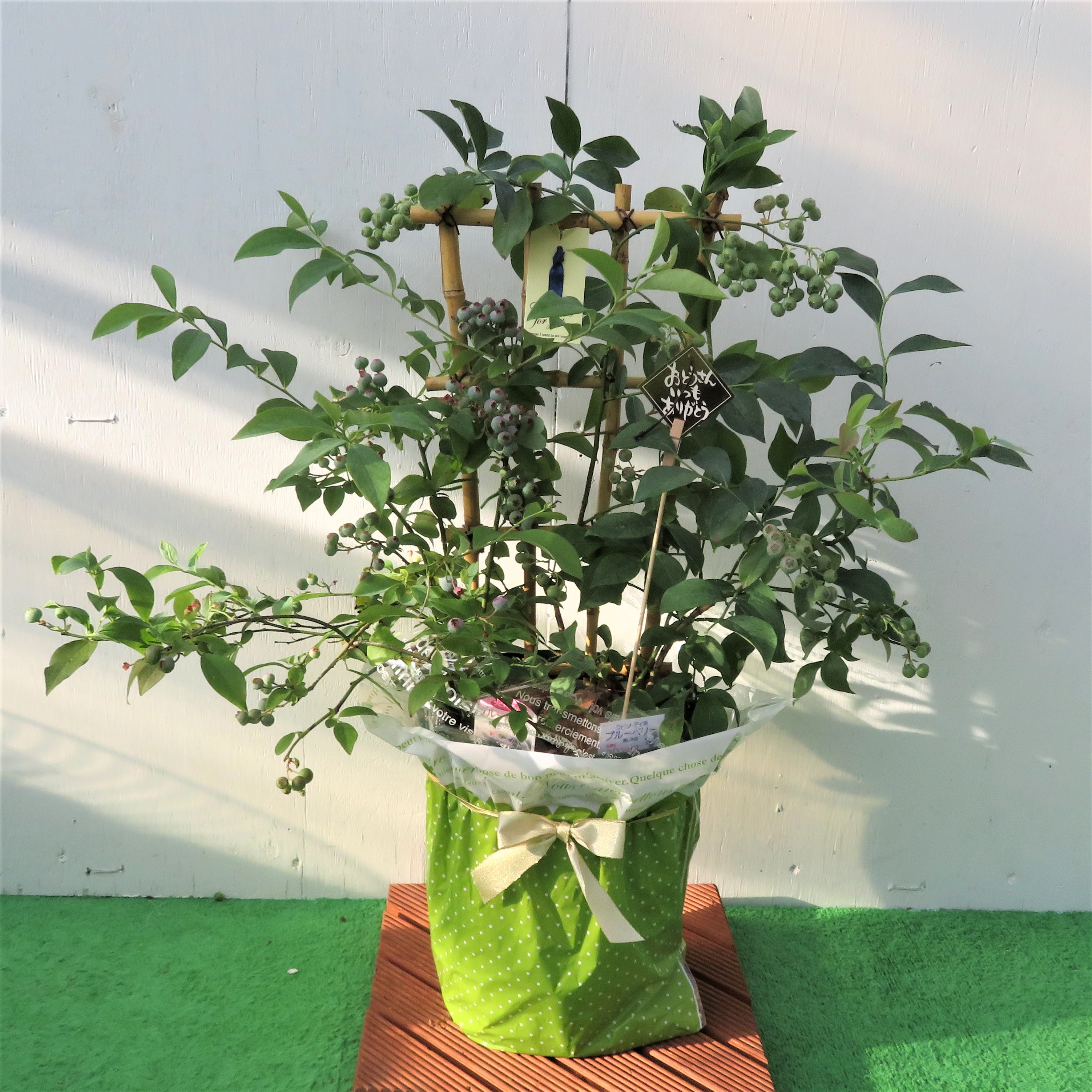 父の日ギフト 実付きブルーベリー ラビットアイ系2品種2本寄せ植え トレリス仕立て7号鉢 父の日 プレゼント 鉢植え 送料無料 鉢花 父の日ギフトフラワー 花 ギフト Cooltonindia Com