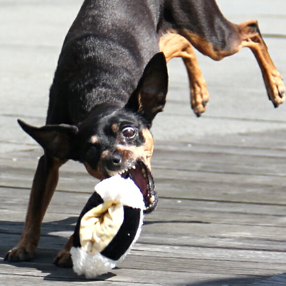 犬 おもちゃ Itoy ないしょのポケット ふっくらおにぎり 鳴き笛入り 国産 布製 安全 子犬 知育 ドッグトイ 犬のおもちゃ 玩具 ぬいぐるみ 笛入り 音 超小型犬 小型犬 犬用 Icat I Dog 楽天 あす楽 翌日配送 Www Pgrhonduras Gob Hn