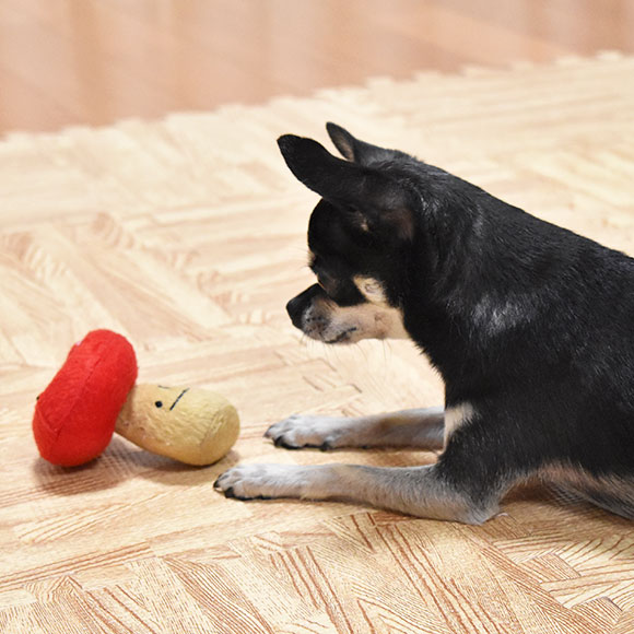 楽天市場 犬 おもちゃ Idog アイドッグ ニョキニョキきのこちゃんミニ 布製 ぬいぐるみ ドッグトイ 犬のおもちゃ 玩具 笛入り 音 鈴 超小型犬 小型犬 犬用 I Dog 楽天 あす楽 翌日配送 犬の服のidog