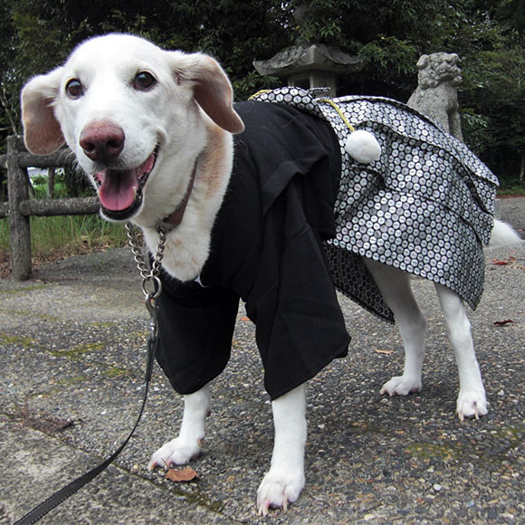 犬 服 袴 Idog 中大型犬用 愛犬用家紋付袴 アイドッグ 犬 服 犬服 犬の服 ラージ 大型犬 中型犬 おしゃれ 秋 冬 秋冬 冬用 着物 晴れ着 和服 お祝い 正装 正月 年賀状 犬用 犬用品 ペット ペット用 きもの はかま