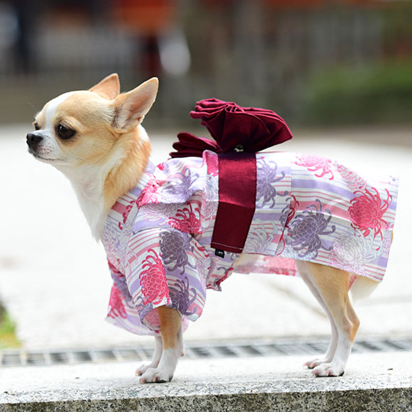 市場 浴衣 華やか大輪帯浴衣 犬 夏 犬の服 あす楽 和服 Idog 祭り 翌日配送 和柄 服