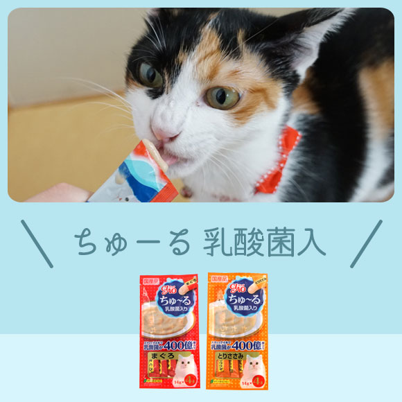 楽天市場 猫 おやつ Ciao ちゅーる 乳酸菌入り 猫のおやつ 猫用おやつ キャットフード ペット ペットフード Icat I Dog 楽天 あす楽 翌日配送 犬の服のidog