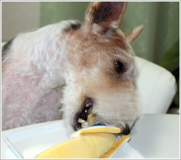 楽天市場 ポイント５倍 犬 おもちゃ ベストエバー Love Pets By Bestever バナナ 布製 ぬいぐるみ ドッグトイ 犬のおもちゃ 玩具 笛入り 音 鈴 超小型犬 小型犬 犬用 I Dog 楽天 あす楽 翌日配送 犬の服のidog
