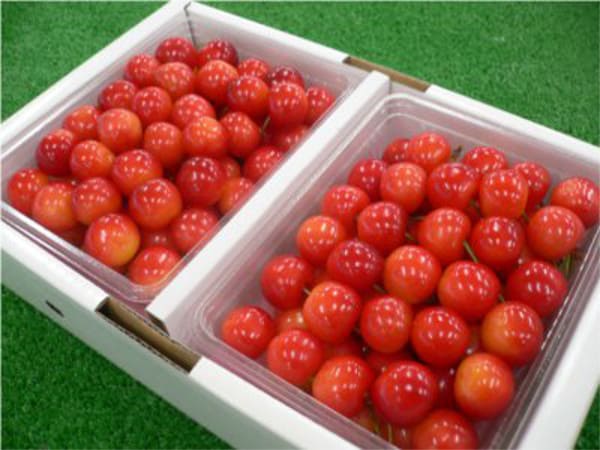 【山形産 秀等以上 佐藤錦 又は 紅秀峰Ｌサイズ以上１ｋｇ(500ｇ×2パック入)バラ詰化粧箱】