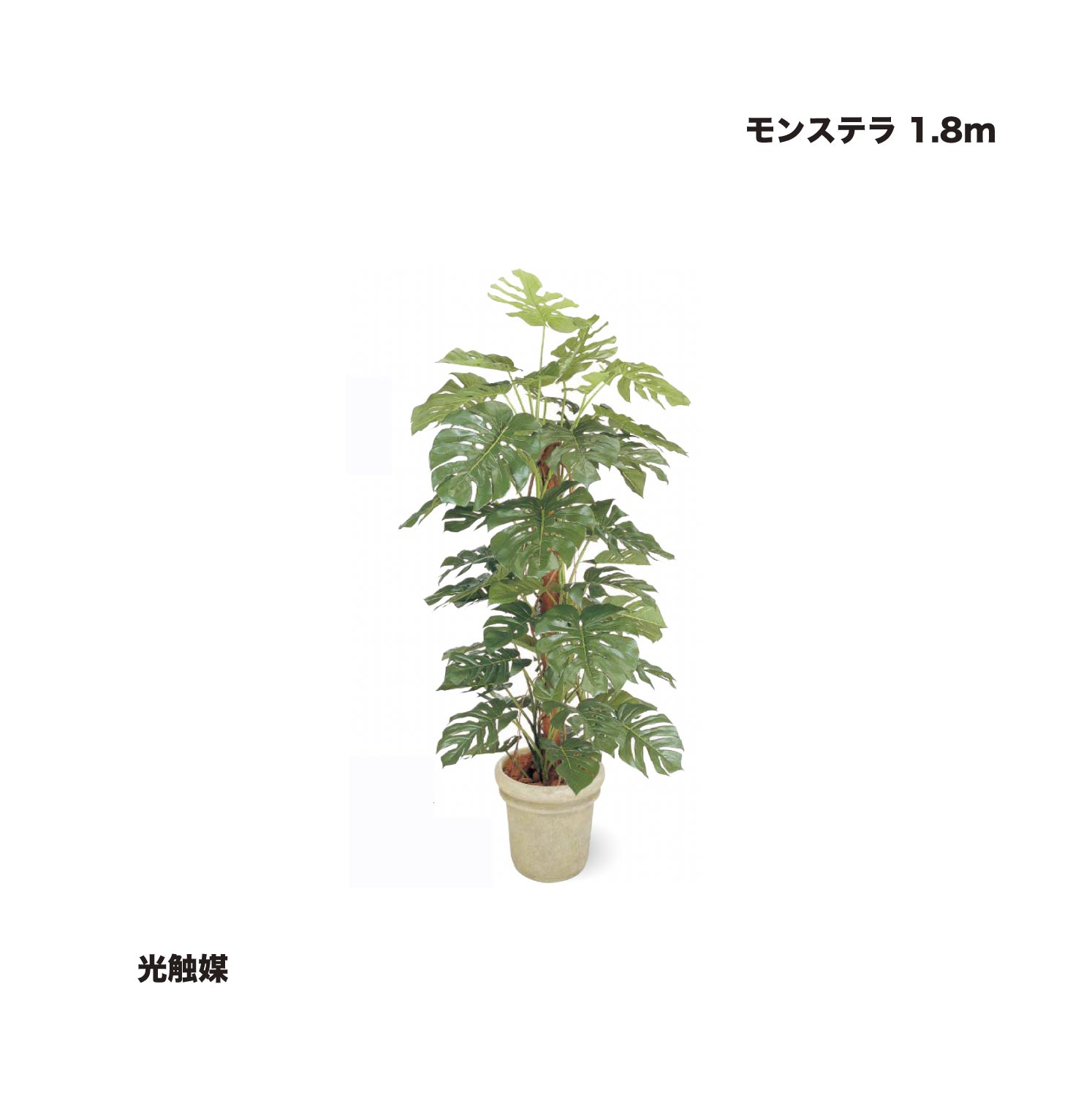 タカショー モンステラ 1.8ｍ 光触媒 1鉢 ※直送／個人宅不可