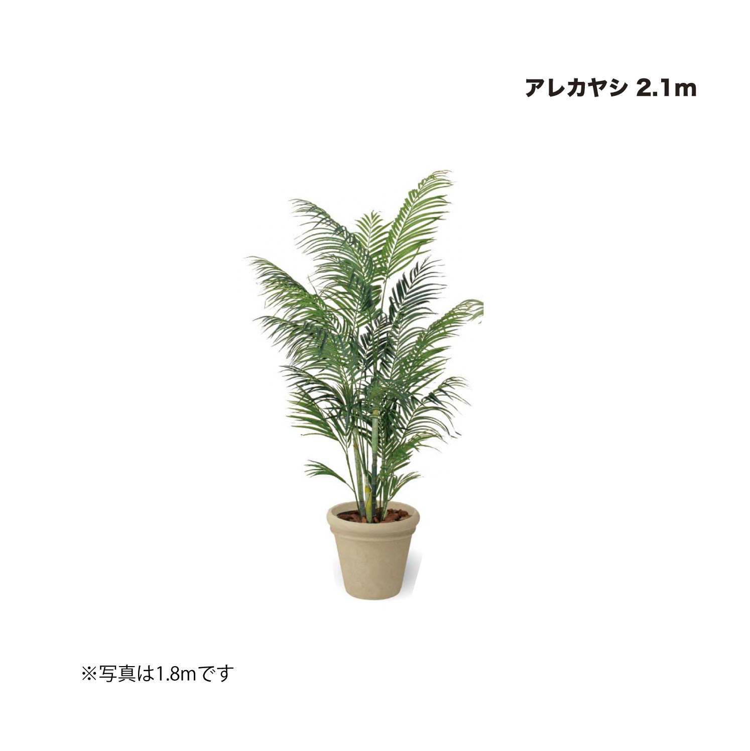 タカショー アレカヤシ 2.1ｍ 1鉢 ※直送／個人宅不可