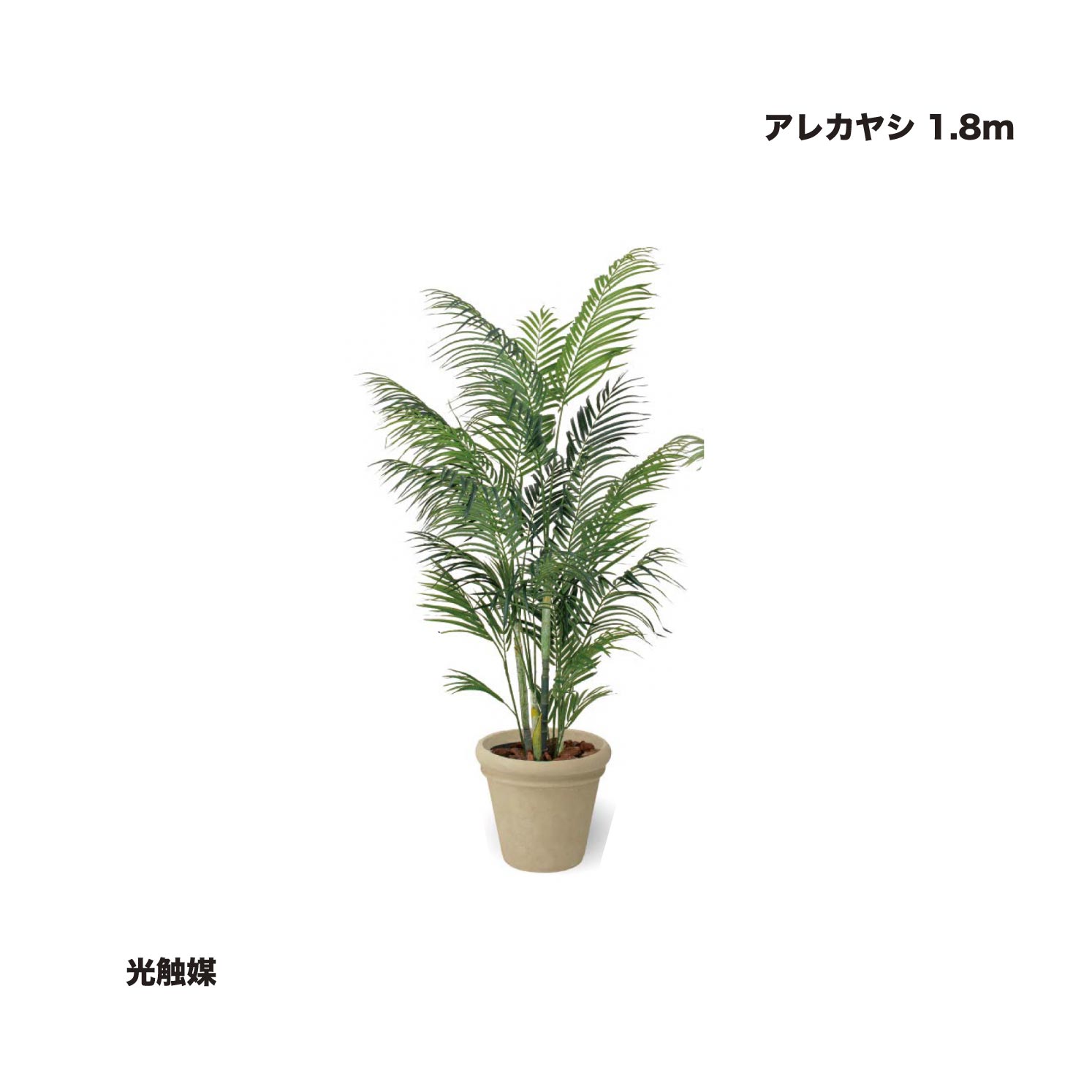 タカショー アレカヤシ 1.8ｍ 光触媒 1鉢 ※直送／個人宅不可