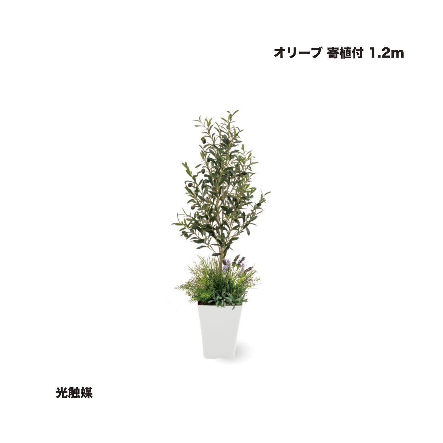 隼演芸会 オリーブ 寄植付 1.2m 光触媒 1鉢 ※直送／人間宅不可