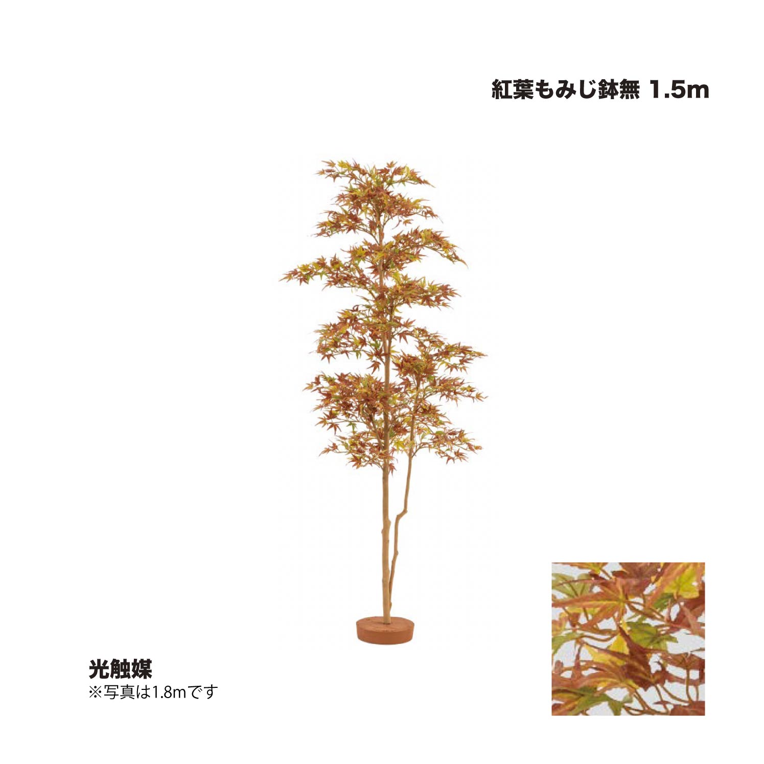 隼演芸会 槭樹もみじ鉢無 1.5m 光触媒 1台 ※直送／人間宅不可 その他-木材・建築資材・設備-花・ガーデン・DIY