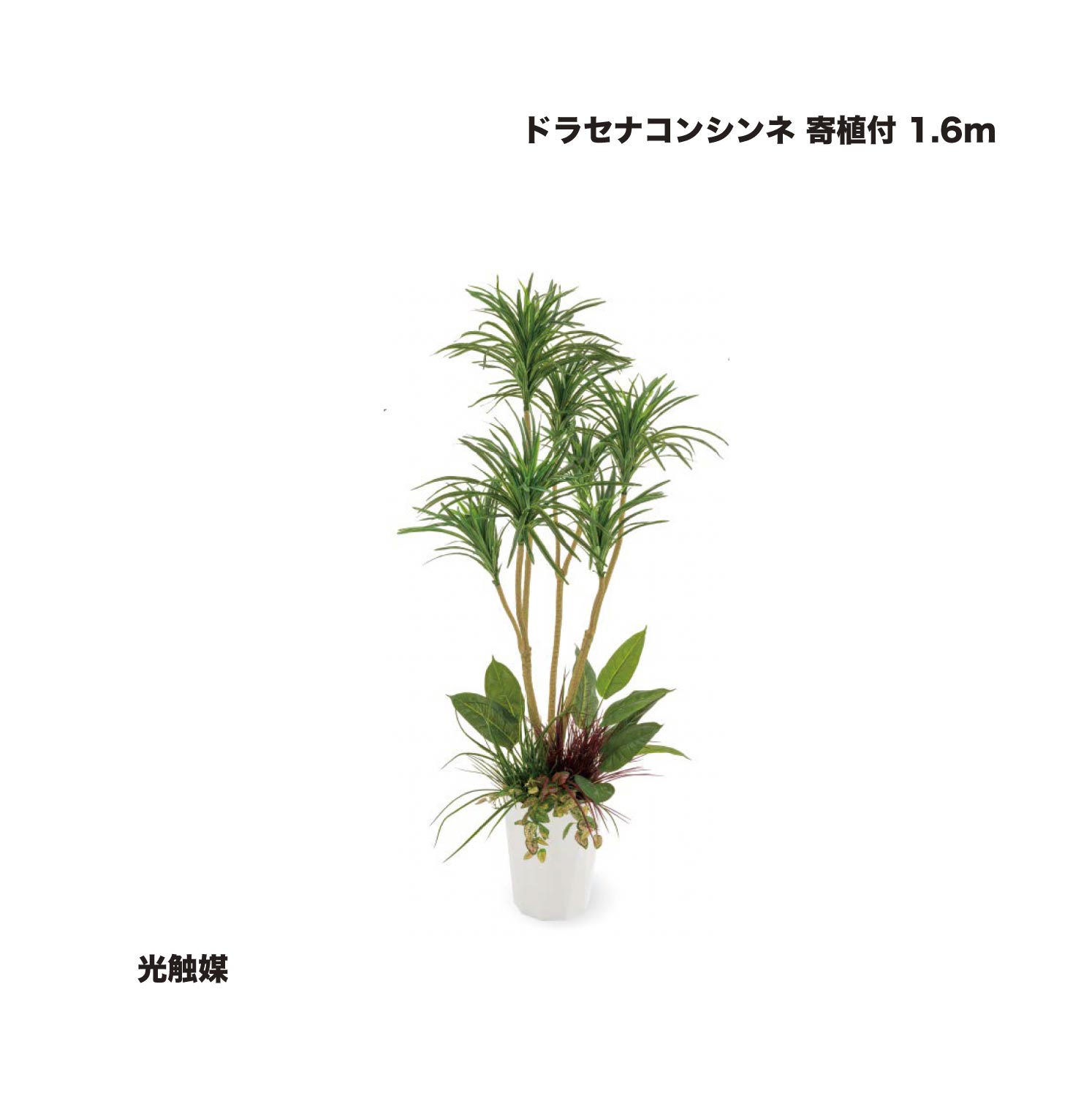 タカショー ドラセナコンシンネ 寄植付 1.6m 光触媒 1鉢 ※直送／個人宅不可