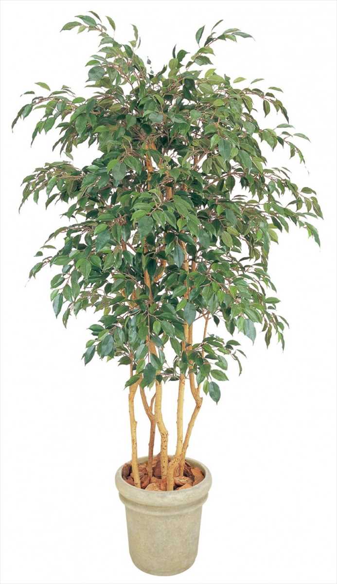 ベンジャミン ベンジャミン タカショー 家ファン スーパーセール期間中はポイント3倍 観葉植物 立木 花 観葉植物 5本立 家づくりと工具のお店 Gd 142 観葉植物