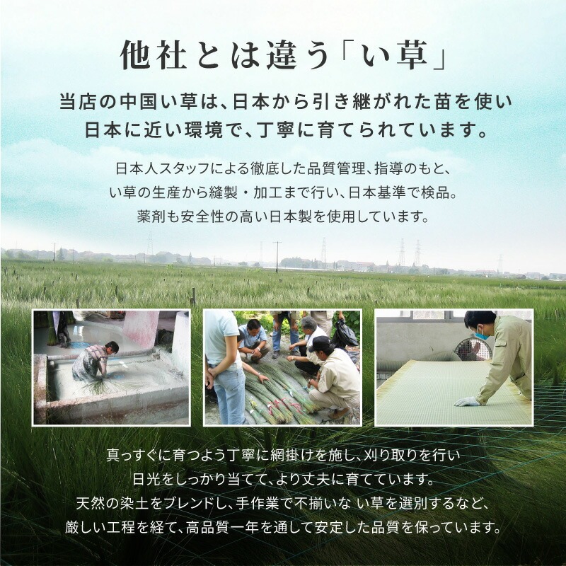 畳式 い草上敷き 裏貼り フリーカット 自分で切れる ござ ゴザ 敷物 和室 フローリング DIY 団地間 五八間 本間 3畳 4.5畳 6畳 8畳 カーペット 畳 畳と同じ並び キレイ 裏張り カット可能 裏|イグノライツ