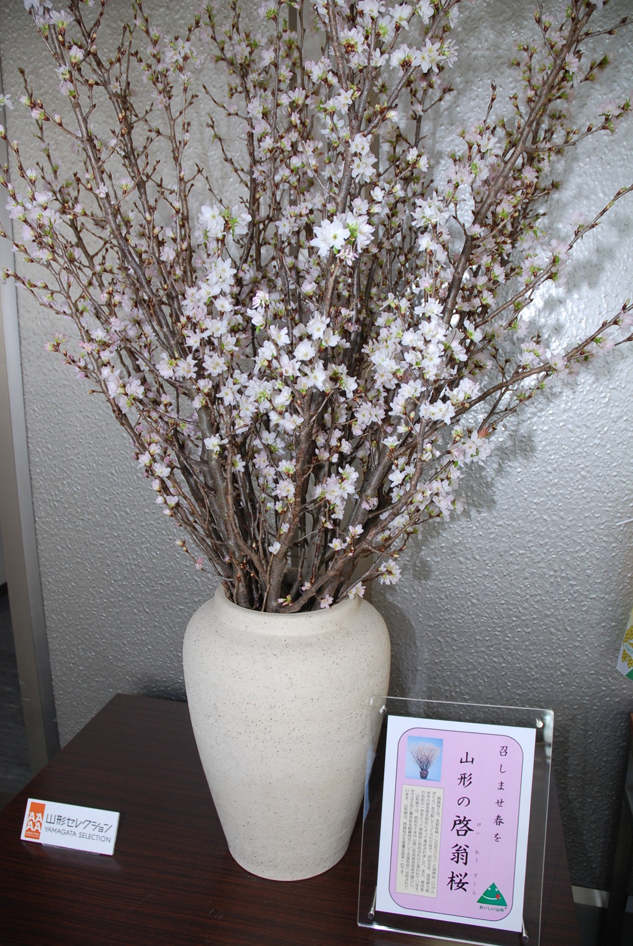 有名人芸能人 ガーデニング フラワー 花束 新春 山形県置賜啓翁桜 70ｃｍ 10本 東北関東まで送料無料 1月中旬より順次出荷 Qdtek Vn