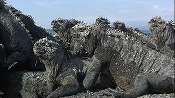 【中古】(非常に良い)ワイルドライフ 進化の島 ガラパゴス ウミイグアナ 豊かな海に泳ぎ出せ [DVD]