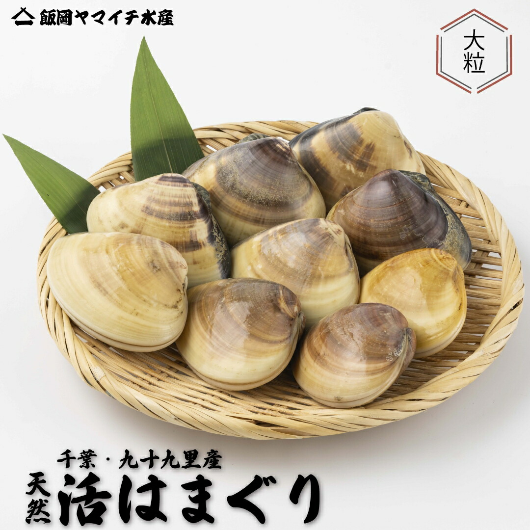 某TV番組で日本一のはまぐり!!網元漁師直送【大粒活はまぐり】【2K 大-特大サイズ】【九十九里産】国産　天然　はまぐり　ハマグリ　蛤　七五三　バーベキュー　父の日　母の日　節句　お祝い　御中元　御歳暮　ギフト　お取り寄せ　千葉県水産ブランド　大粒活はまぐり