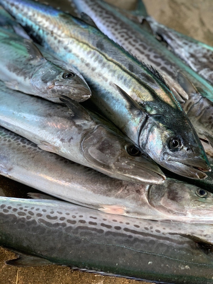 楽天市場 刺身用 活〆 サワラ 半身 カマ付き送料無料 釣り鰆鰆 サワラ さわら 飯岡ヤマイチ水産 大納屋