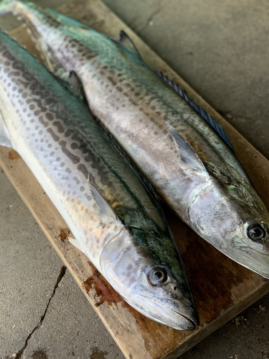 楽天市場 刺身用 活〆 サワラ 半身 カマ付き送料無料 釣り鰆鰆 サワラ さわら 飯岡ヤマイチ水産 大納屋