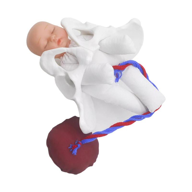 教える学生のための胎盤モデルを持つ人間の女性の骨盤モデルの子供