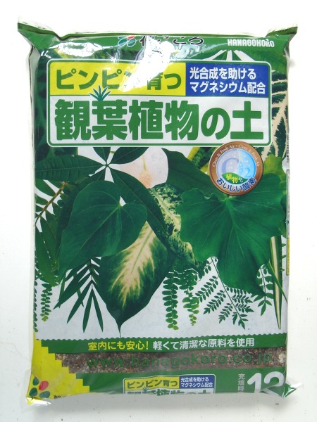 楽天市場 オフィスにも人気送料込み 一部除く 観葉植物植え替えセット １０号鉢 土 鉢底石 受皿のセット ガーデニング用品テラコッター