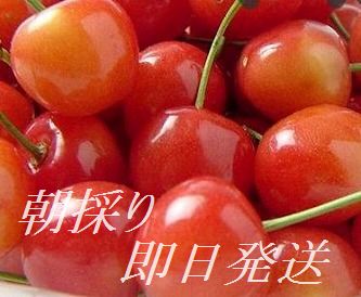 大玉です！【7月より発送】【数量限定】長野産さくらんぼ（紅さやか/さおり）2L/3L【贈答用】 さくらんぼ 約750ｇ(九州/北海道／離島不可）