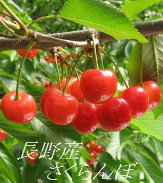 【クール便送料無料】【秀品】【6月下旬より発送】【数量限定】長野産さくらんぼ「紅秀峰」M/L/LL　約750ｇ（九州・北海道・沖縄発送不可）