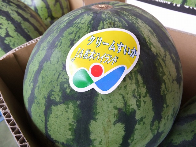 7月下旬から発送予定！【送料無料】<br>【数量限定】【予約特別価格】<br>松本ハイランドクリ-ムすいか　大玉  1玉(九州・沖縄・北海道発送不可）