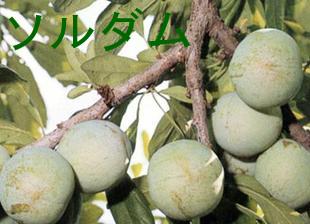 8月上旬から発送！数に限りがあります！本場だからできるこの価格！！【予約販売】　長野産　ソルダム　約5ｋ