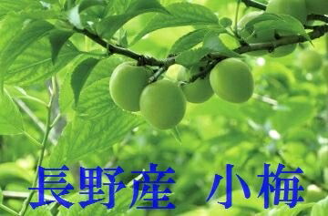 6月頃より注文順発送！数に限りがあります！　小梅生産量日本一！最安値に挑戦！長野産　小梅（こうめ）約5ｋ(カリカリ梅用の場合はご連絡ください）（大小あり）