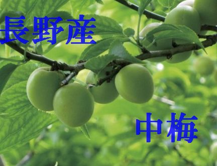 6月上旬から発送！数に限りがあります！予約販売です！長野産　中梅（ちゅううめ）　　約10ｋ（終盤になると黄色っぽくなります）
