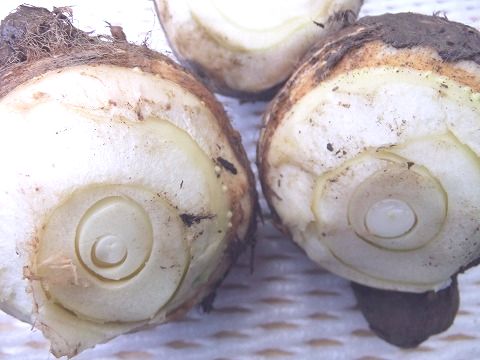 大きいです 朝堀り新鮮 10月中旬ごろより発送 八頭に味 食感が似ています 長野産 里芋の親 親芋 約600ｇ 3個ぐらい 流行のアイテム