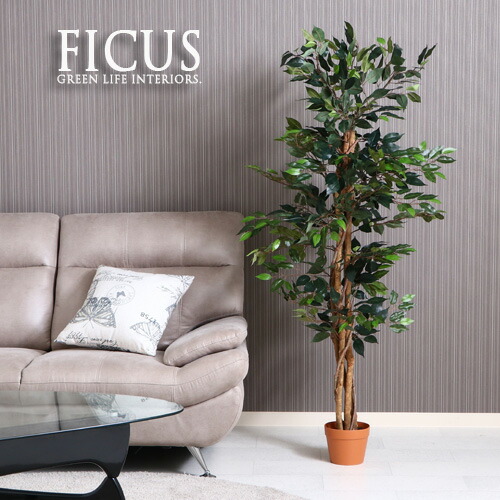 楽天市場 人工観葉植物 H150 Ficus フィカス ゴムの木 インテリア 造花 観葉植物 フェイクグリーン 大型 造り物 インテリアグリーン プレゼント ギフト 目隠し 間仕切り 開店祝い 新築祝い かわいい おしゃれ 送料無料 Ikikagu イキカグ