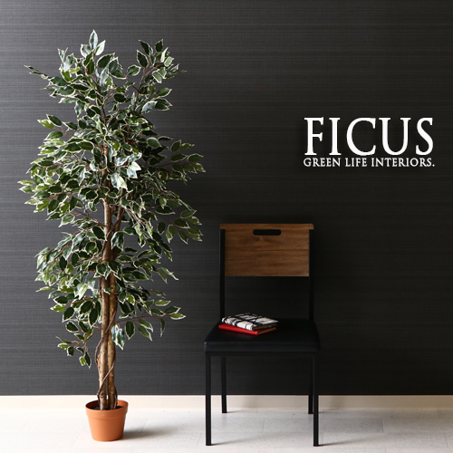 楽天市場 人工観葉植物 H160 Ficus フィカス ゴムの木 インテリア 造花 観葉植物 フェイクグリーン 大型 造り物 インテリアグリーン プレゼント ギフト 目隠し 間仕切り 開店祝い 新築祝い かわいい おしゃれ 送料無料 Ikikagu イキカグ